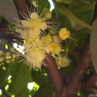 Syzygium samarangense (Blume) Merr. & L.M.Perry